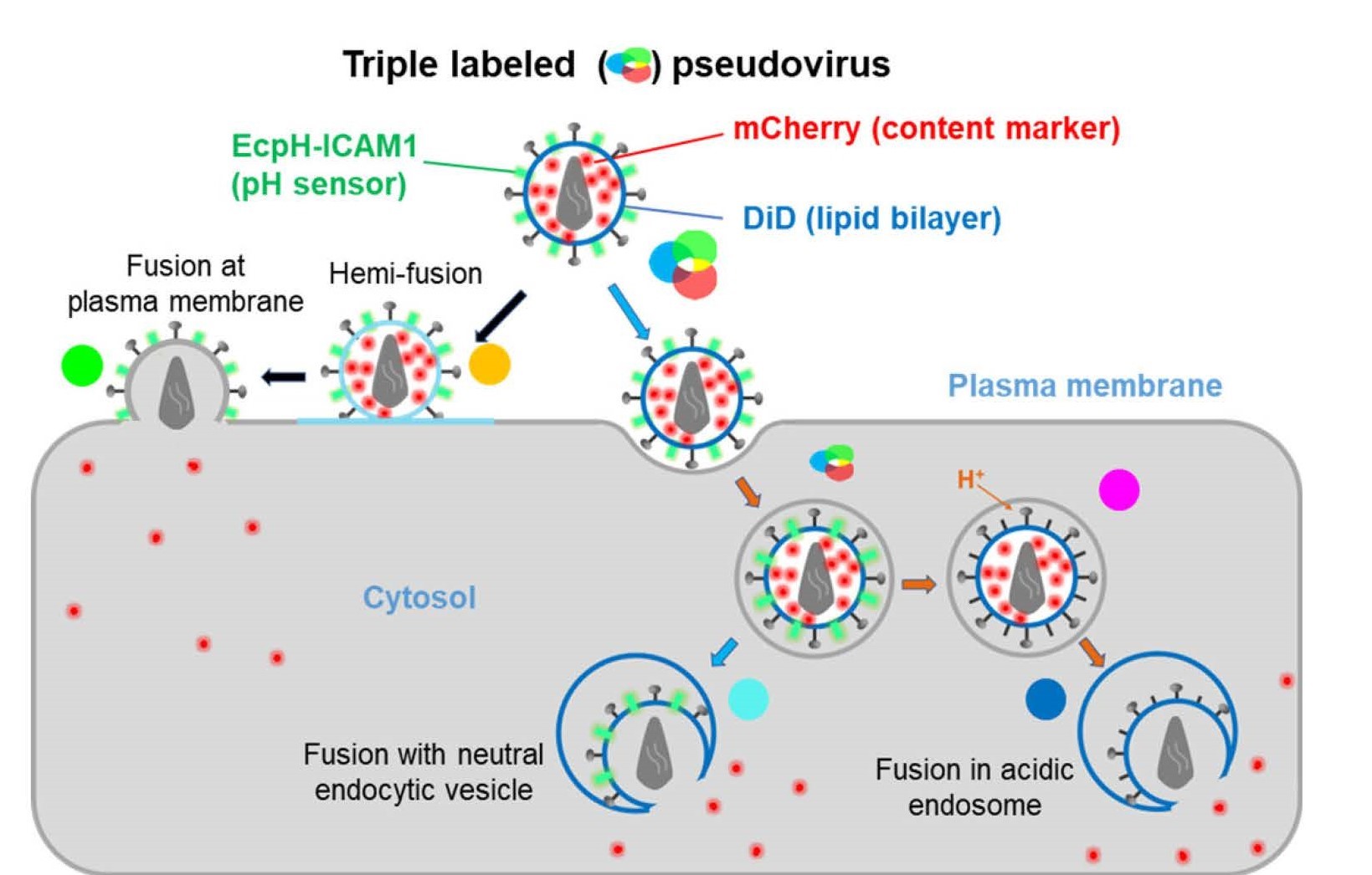 HIV fuses with pH-neutral endosomes Carousel Photo