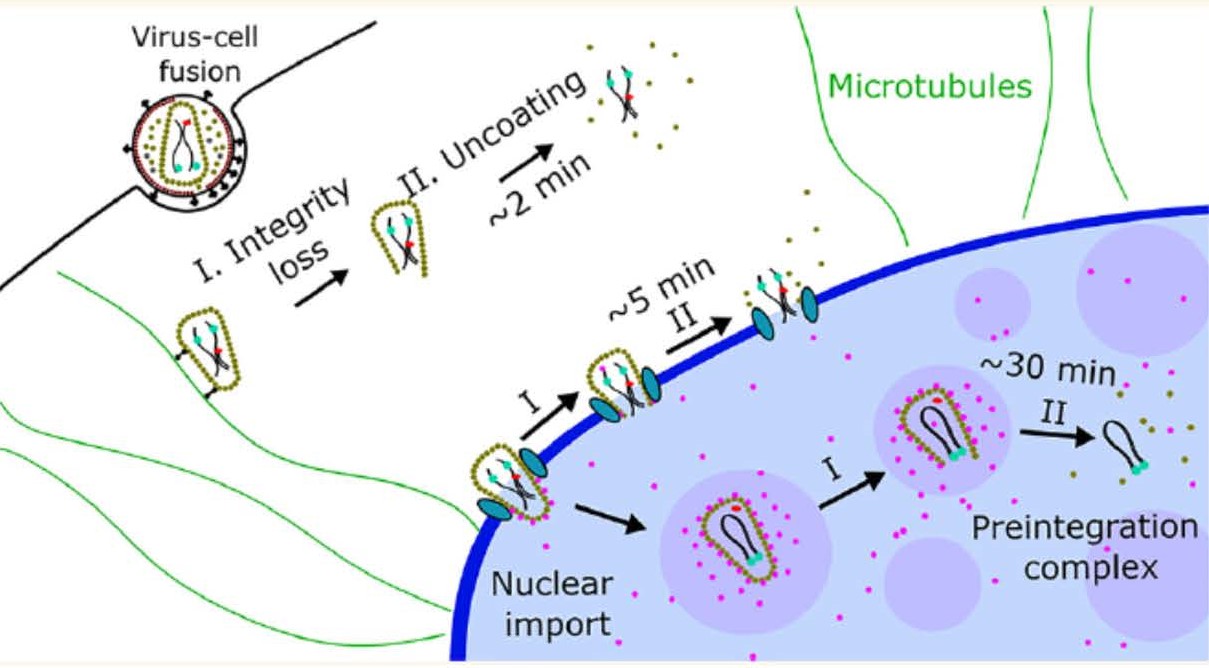 Imaging 2-step HIV-1 core uncoating Carousel Photo