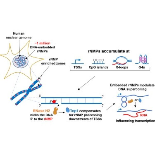 Graphical abstract